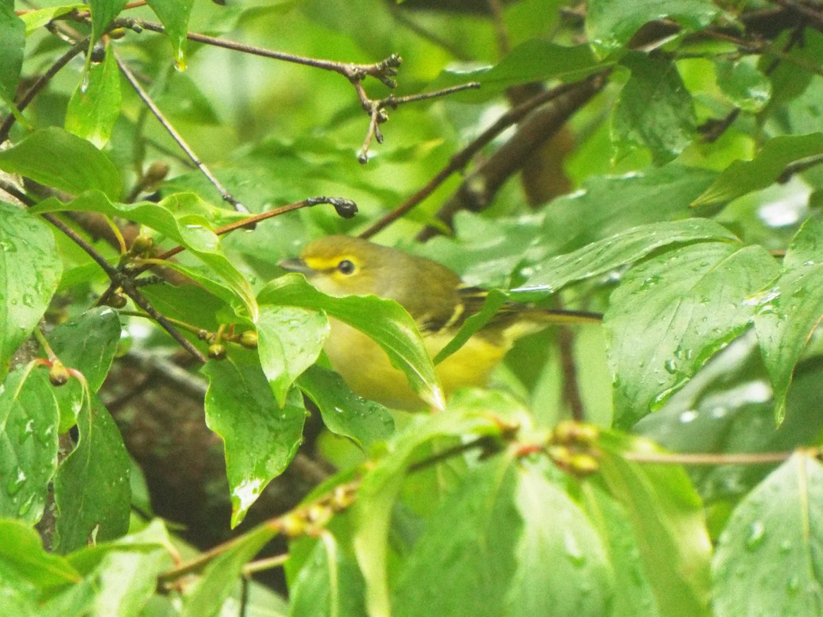 Weißaugenvireo [griseus-Gruppe] - ML371626981