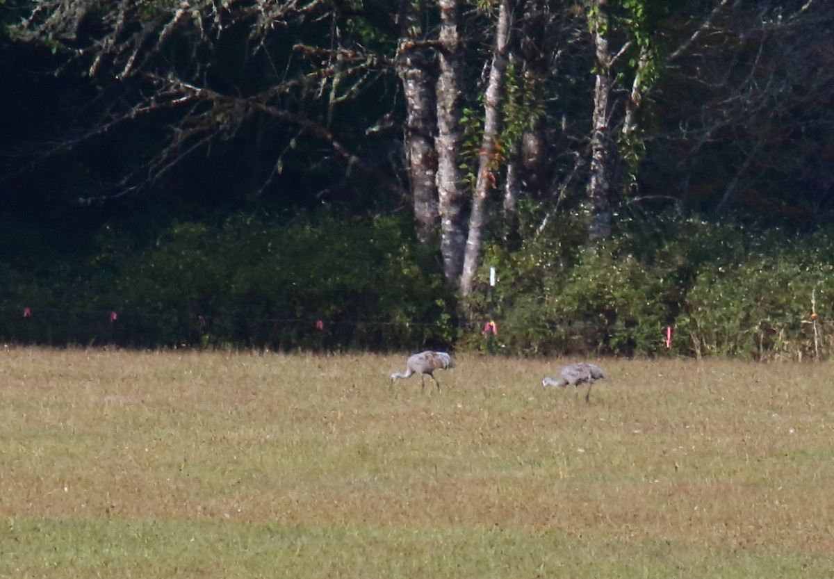 Sandhill Crane - ML371627071