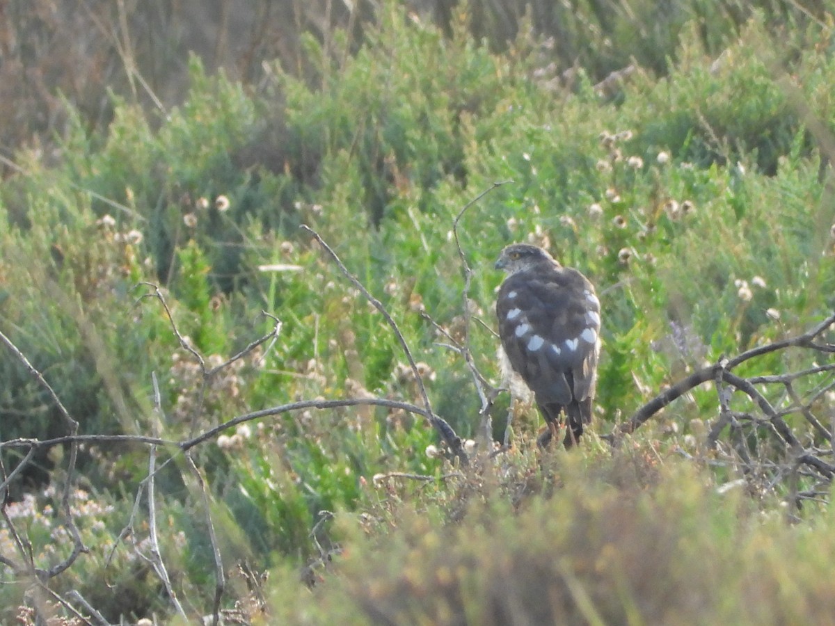 Eurasian Sparrowhawk - Jon Iratzagorria Garay