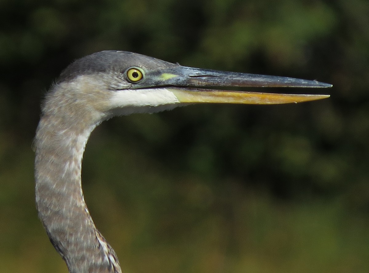 Great Blue Heron - ML37162871