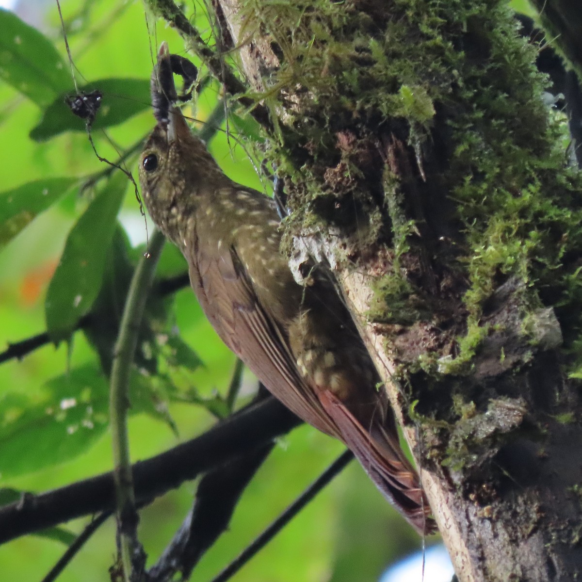 Spotted Woodcreeper - Emily Larson