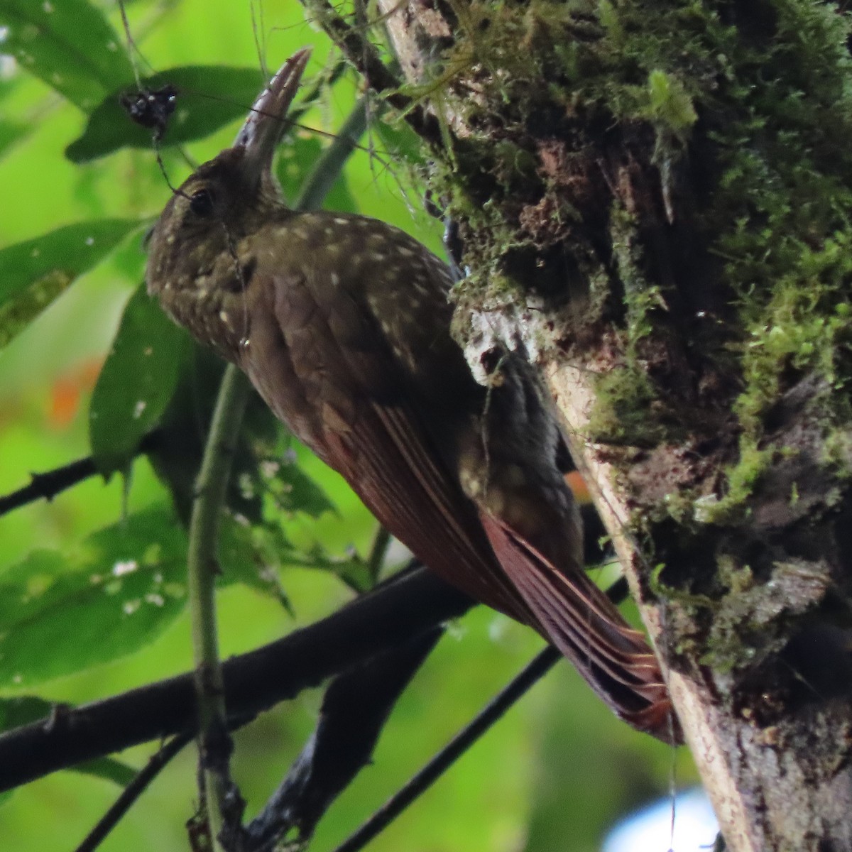 Spotted Woodcreeper - ML371629801