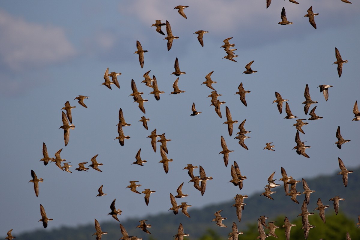 Pectoral Sandpiper - ML371629861