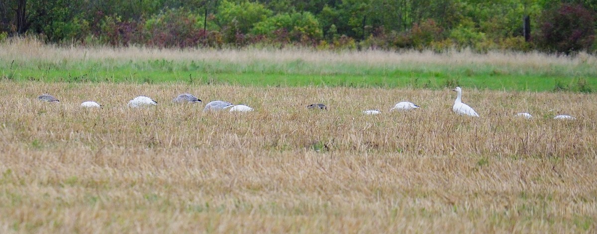 Snow Goose - ML371630451