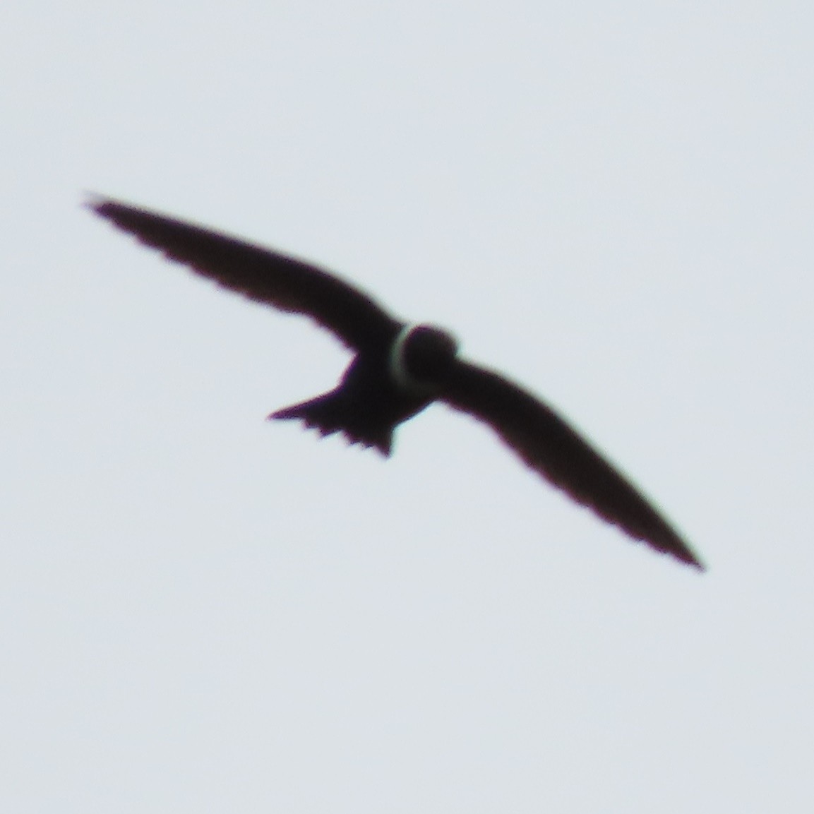 White-collared Swift - ML371630731