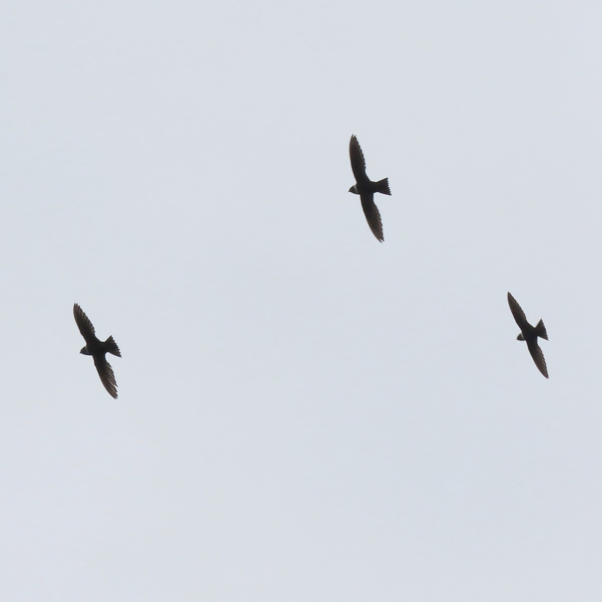 White-collared Swift - Emily Larson