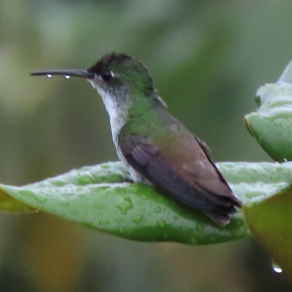 kolibřík andský - ML371630851