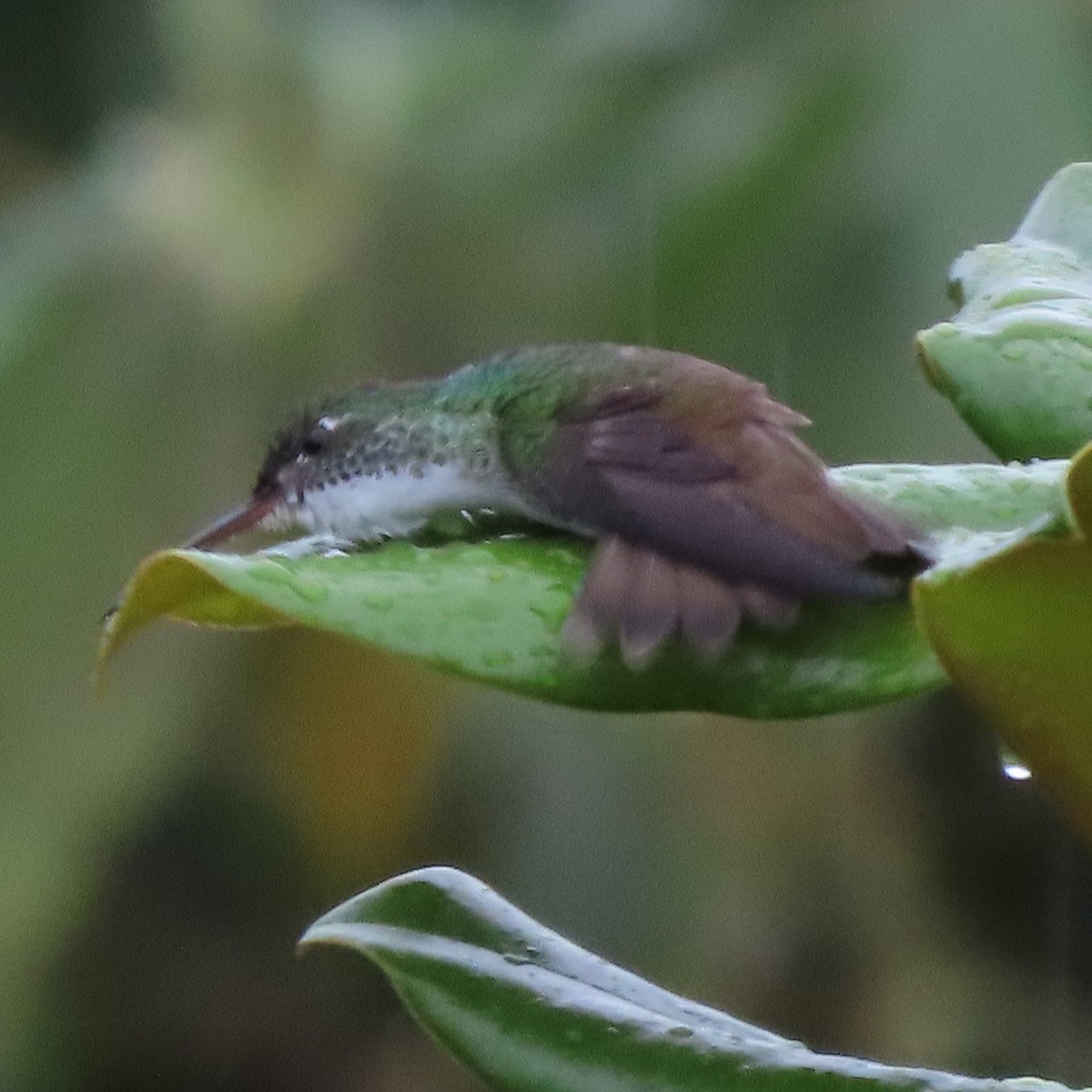 kolibřík andský - ML371630861
