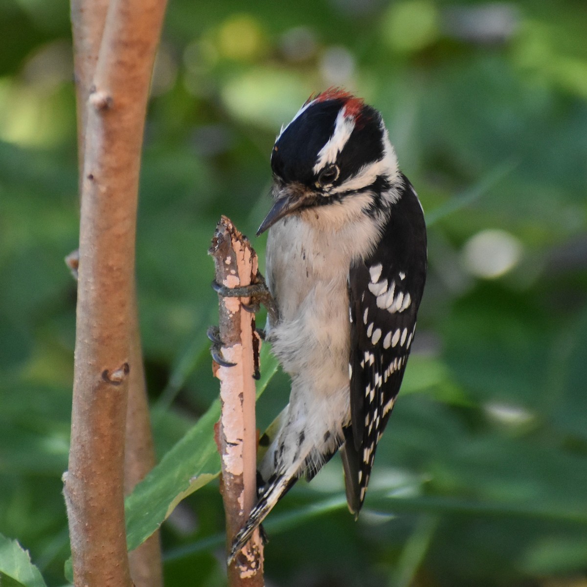 Downy Woodpecker - ML371630881