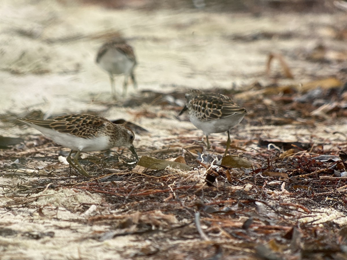 Least Sandpiper - ML371631471