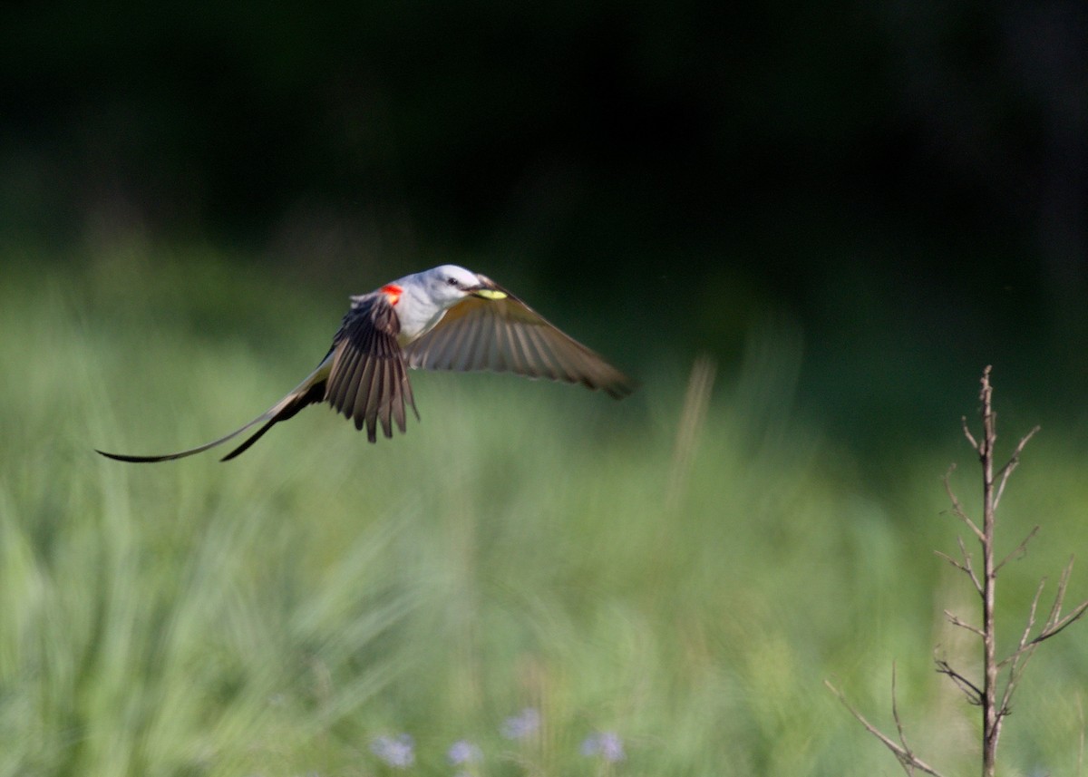 Scissor-tailed Flycatcher - Gina Sheridan