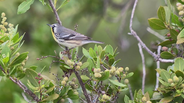 Yellow-throated Warbler - ML371632571