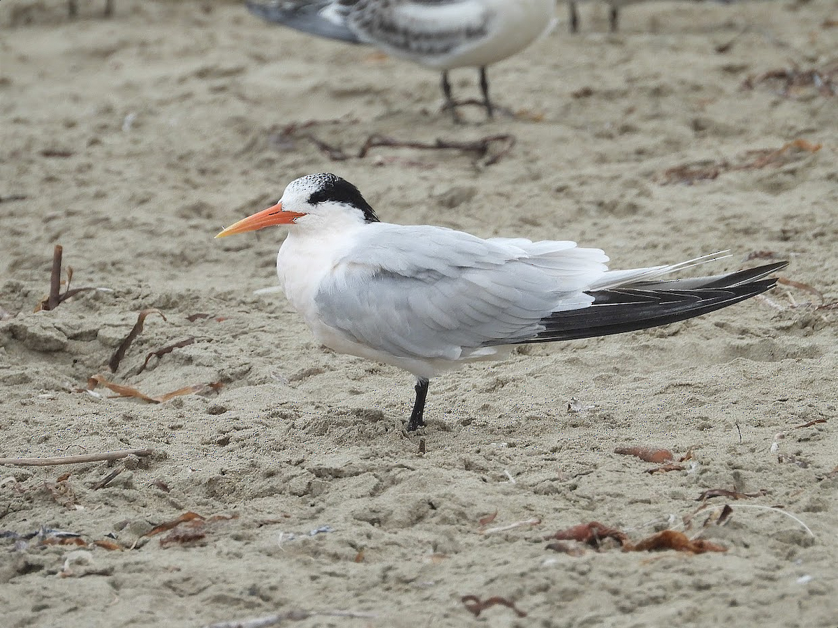 Elegant Tern - ML371632641