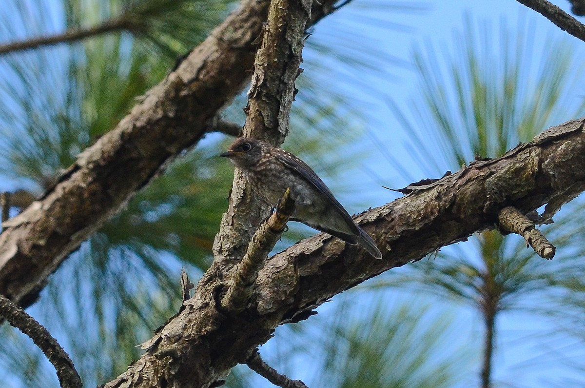 Eastern Bluebird - ML37163361