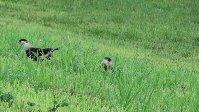 Caracara Carancho (norteño) - ML371633701