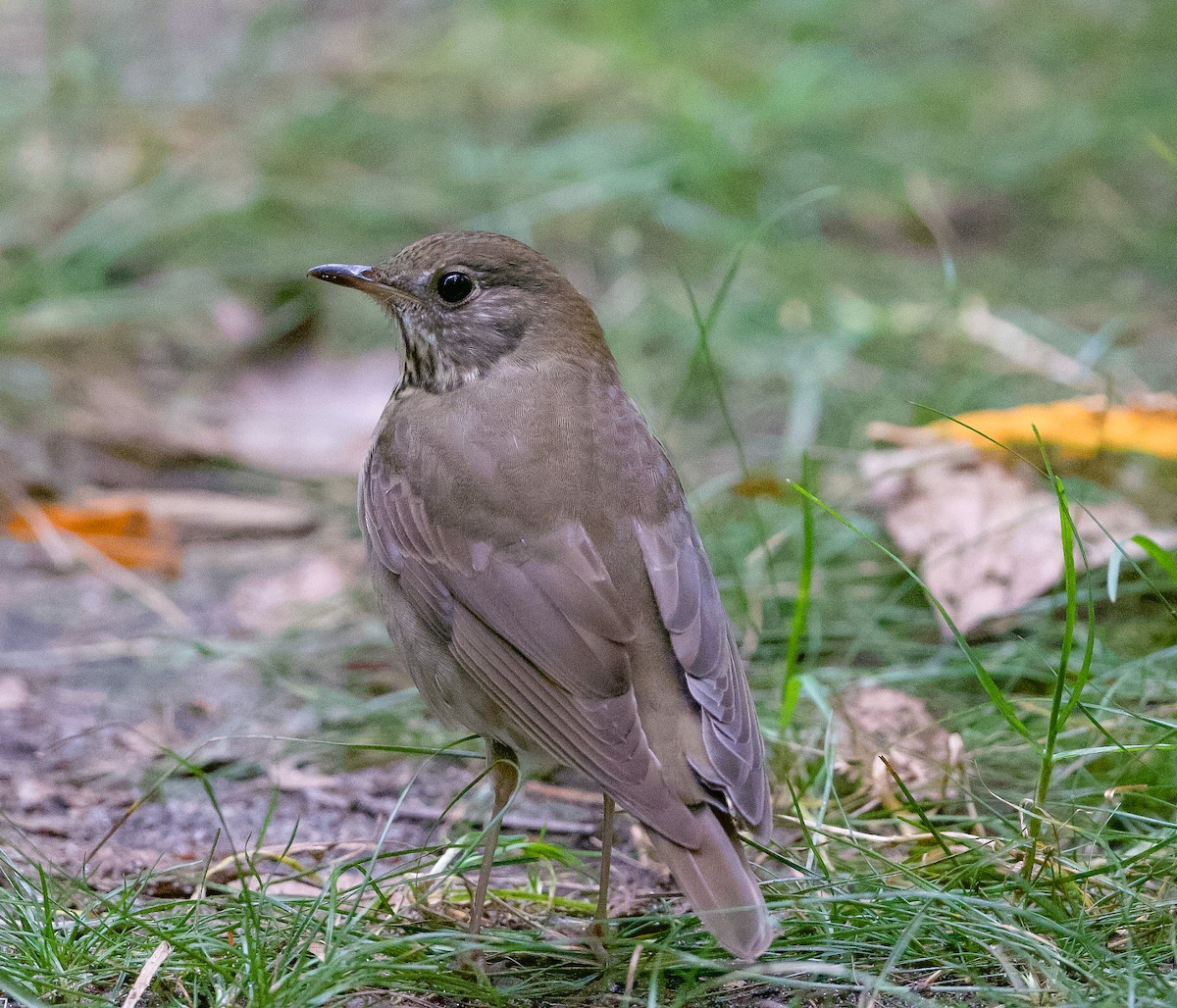 Gray-cheeked Thrush - ML371634681