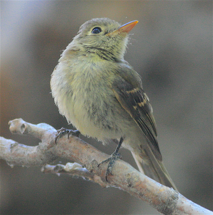 Western Flycatcher (Pacific-slope) - ML371634731