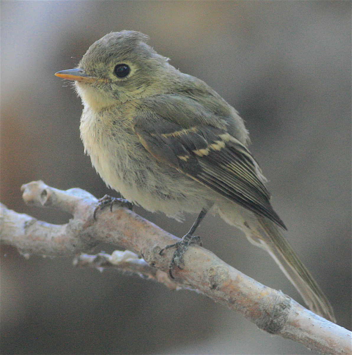 Western Flycatcher (Pacific-slope) - ML371635271