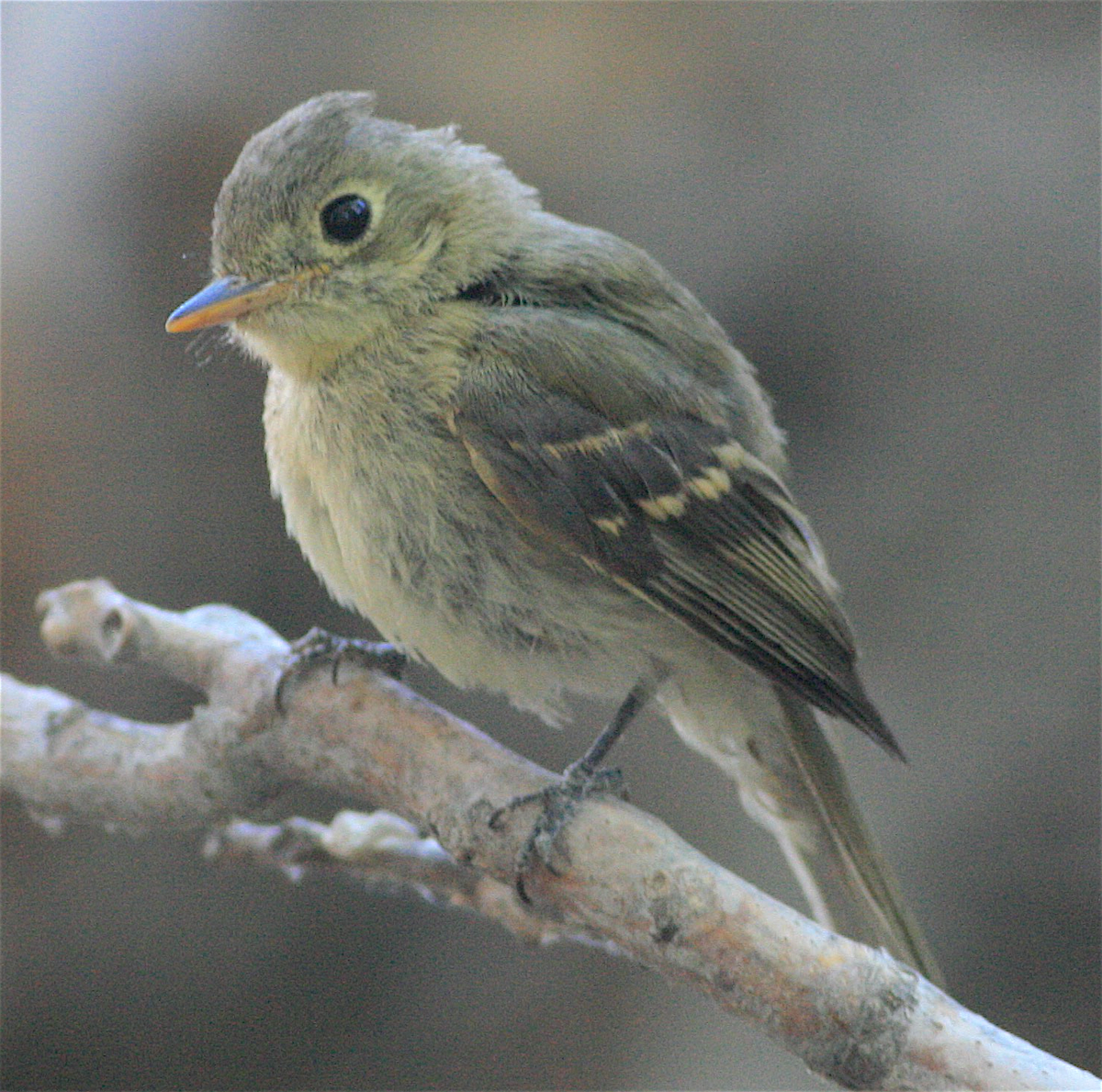 Western Flycatcher (Pacific-slope) - ML371635281