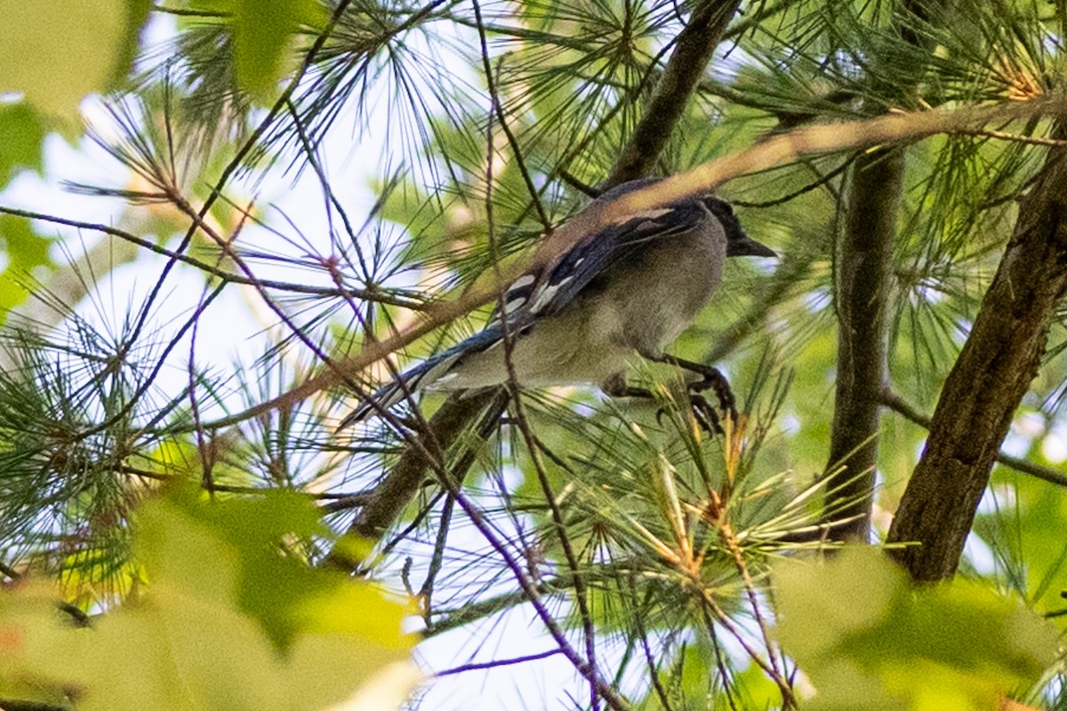 Blue Jay - Ann Van Sant