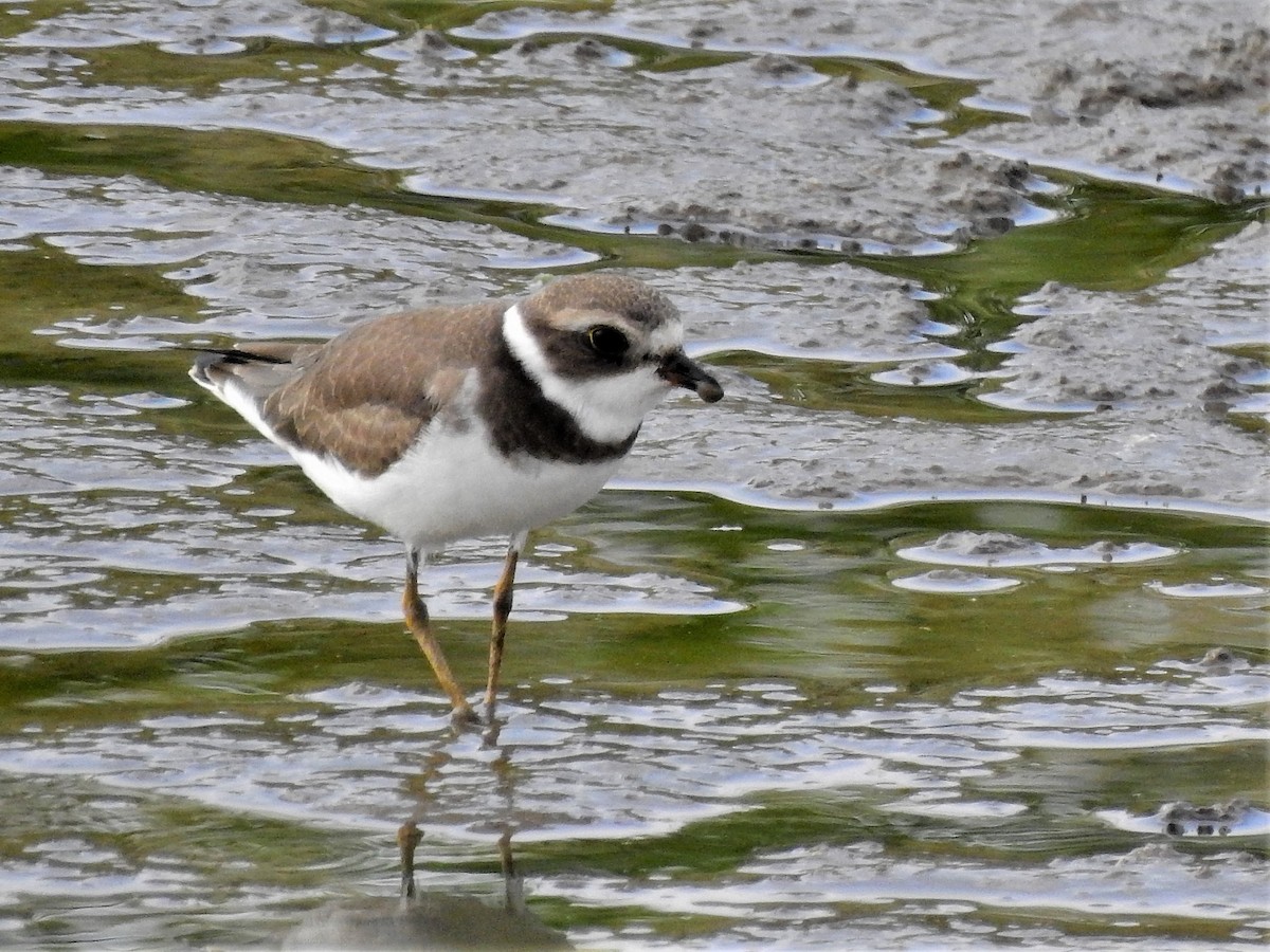 Semipalmated Plover - ML371635961