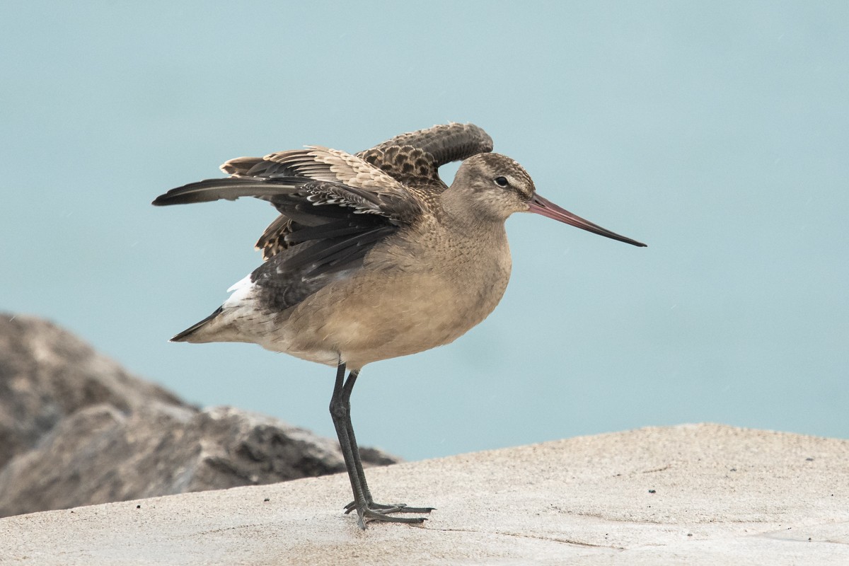 Hudsonian Godwit - Ryan Griffiths