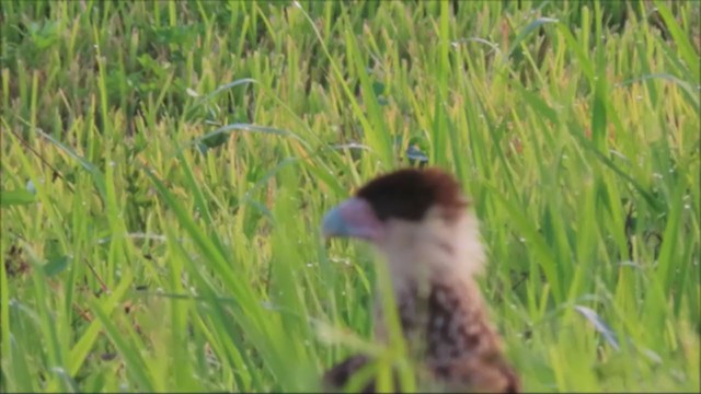 Caracara Carancho (norteño) - ML371638461