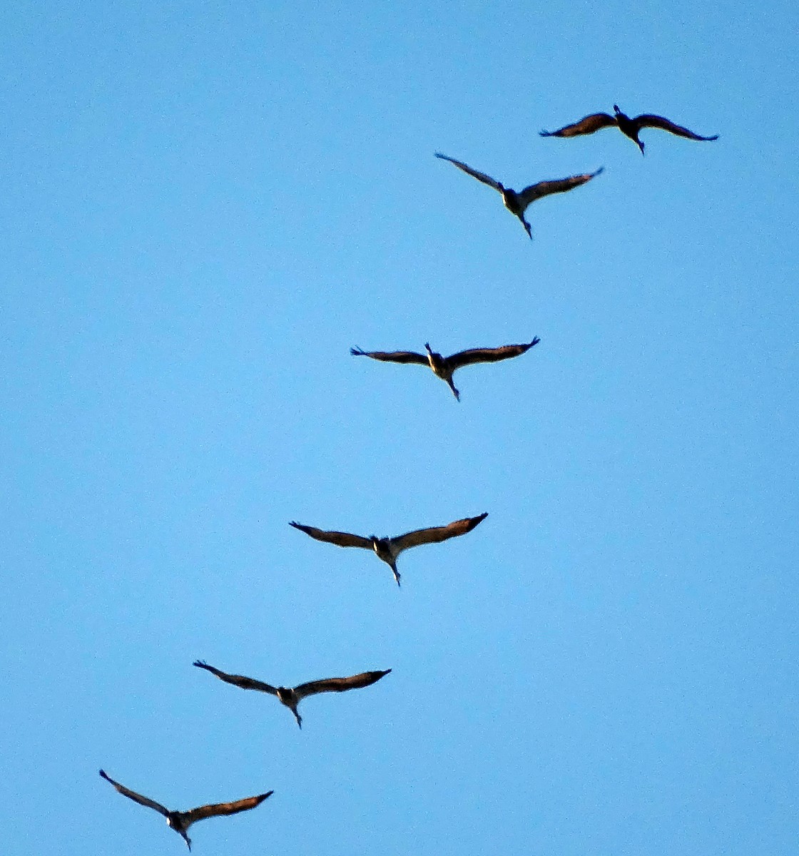 Sandhill Crane - ML371642171