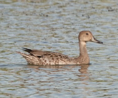 Northern Pintail - ML371643001
