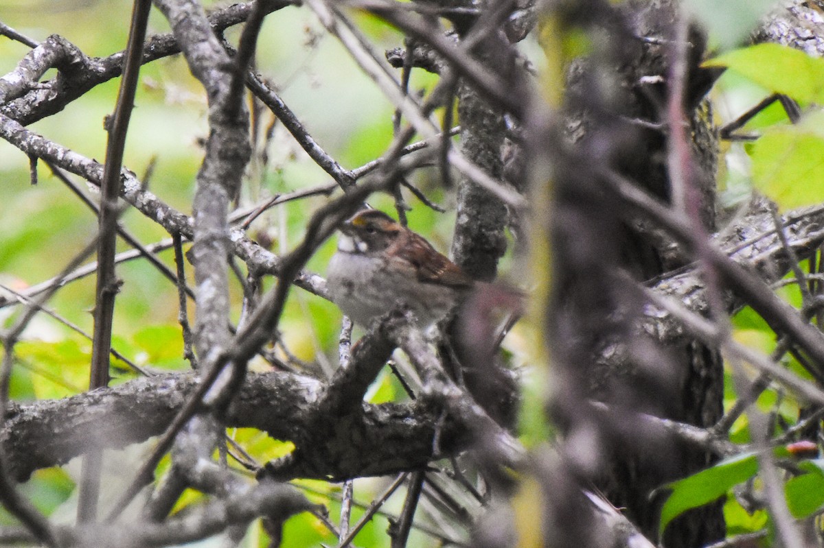 White-throated Sparrow - ML371643321