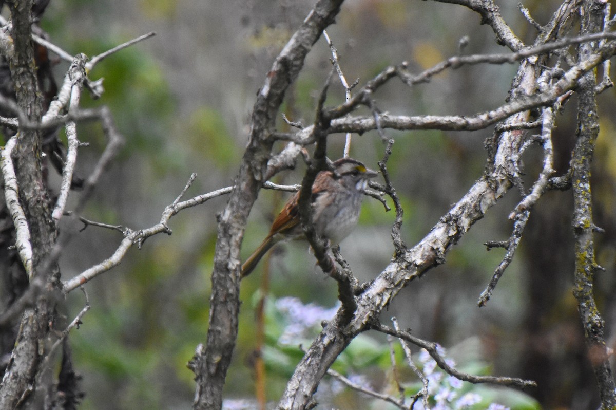 White-throated Sparrow - ML371643351