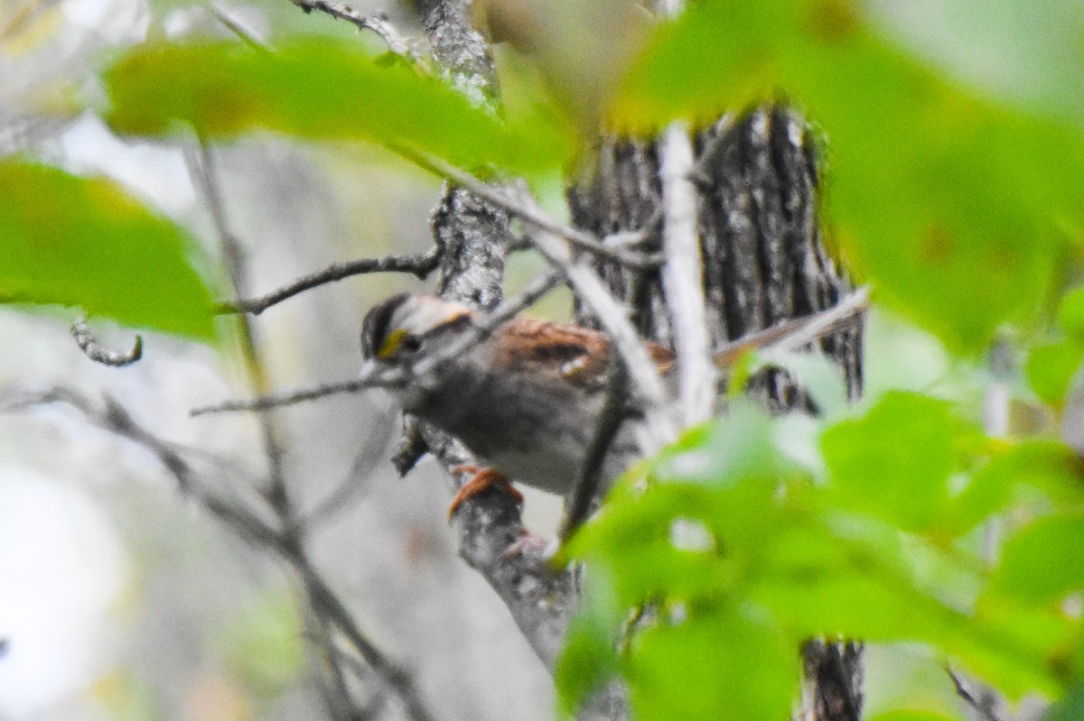 White-throated Sparrow - Haley Gottardo