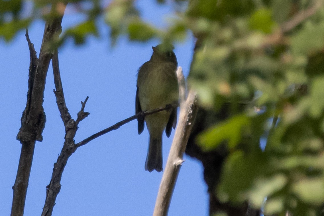Western Flycatcher (Pacific-slope) - ML371643641