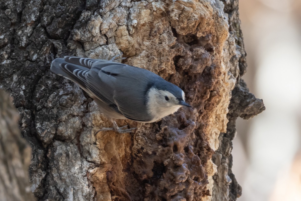 White-breasted Nuthatch - ML371643871