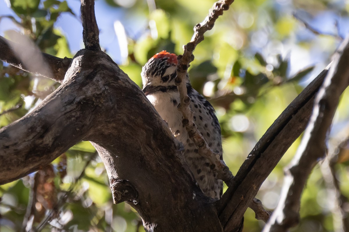 Nuttall's Woodpecker - ML371643901