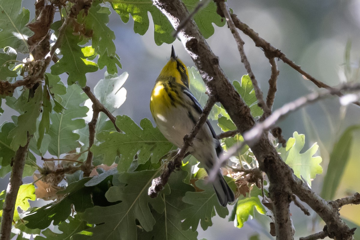 Townsend's Warbler - ML371644071