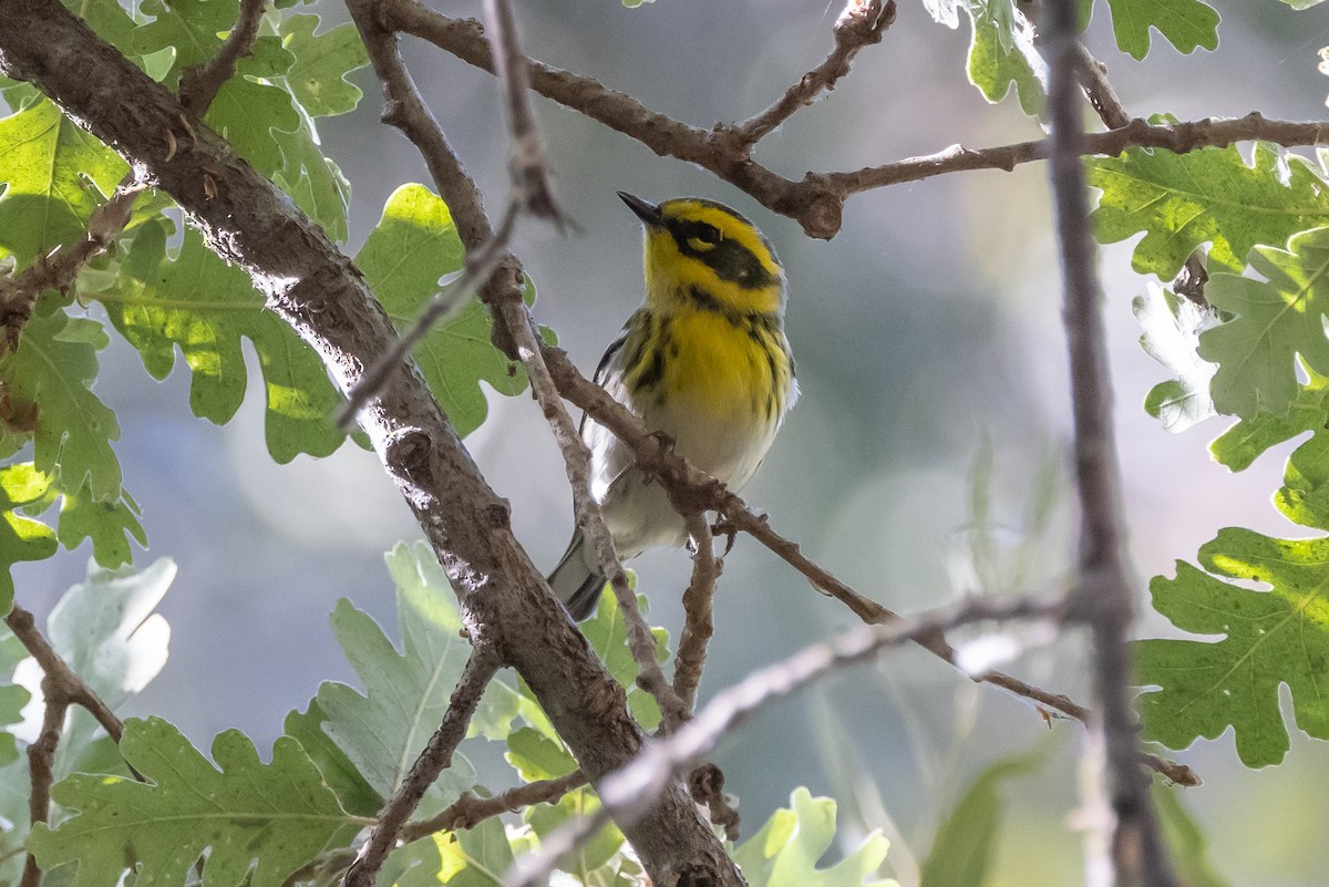 Townsend's Warbler - ML371644121