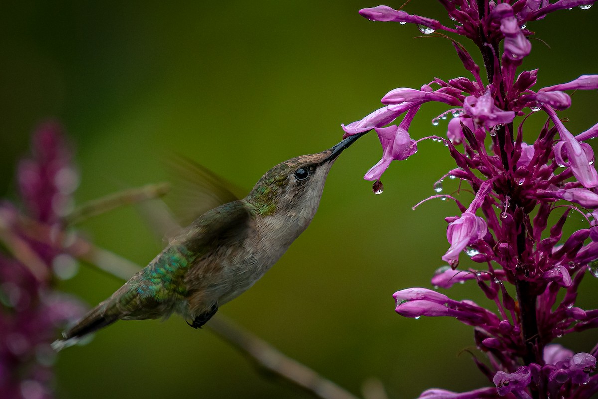 Ruby-throated Hummingbird - Daniel Pineda Vera