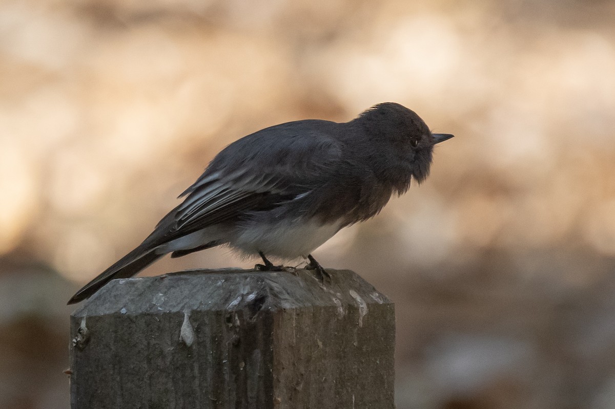Black Phoebe - ML371644221