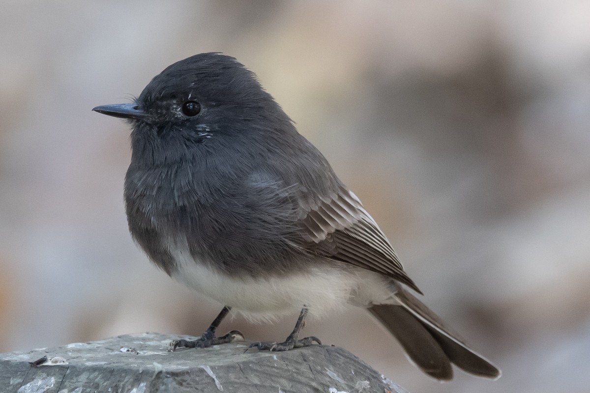 Black Phoebe - ML371644291