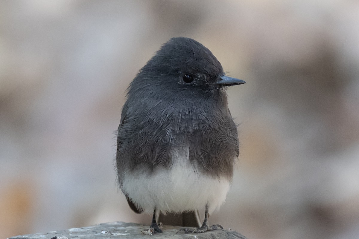 Black Phoebe - ML371644301