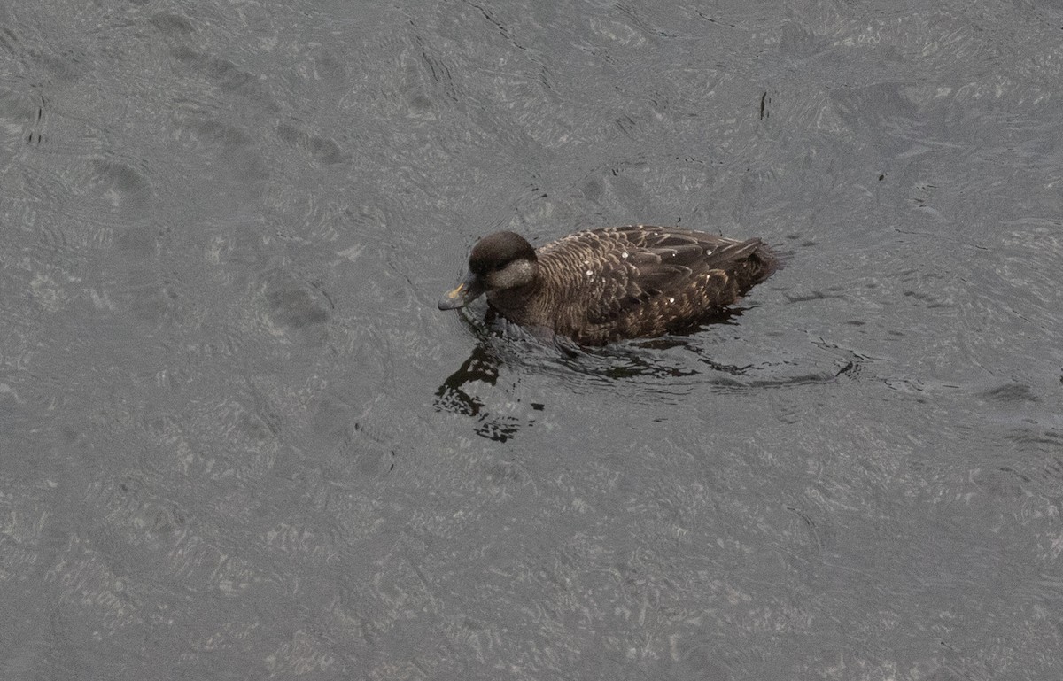 Common Scoter - ML371644381