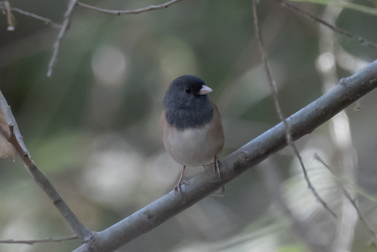 Dark-eyed Junco - ML371644411