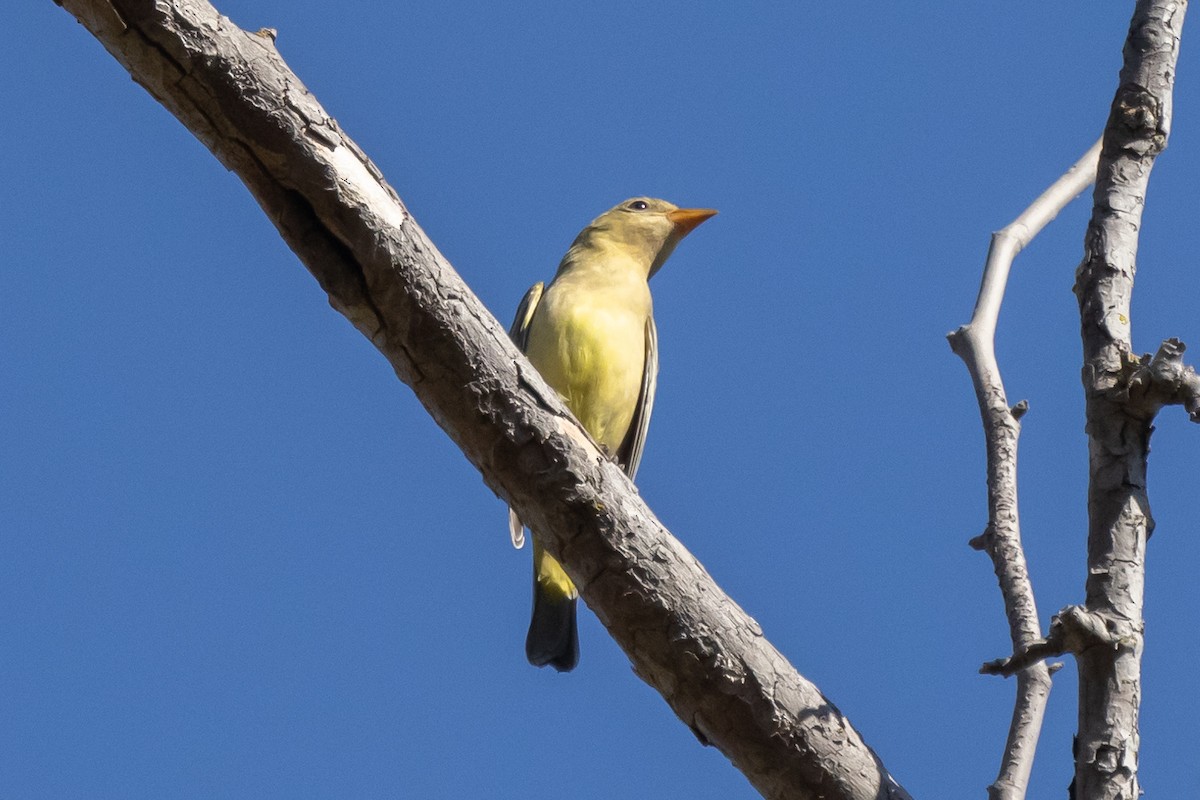 Western Tanager - ML371644491