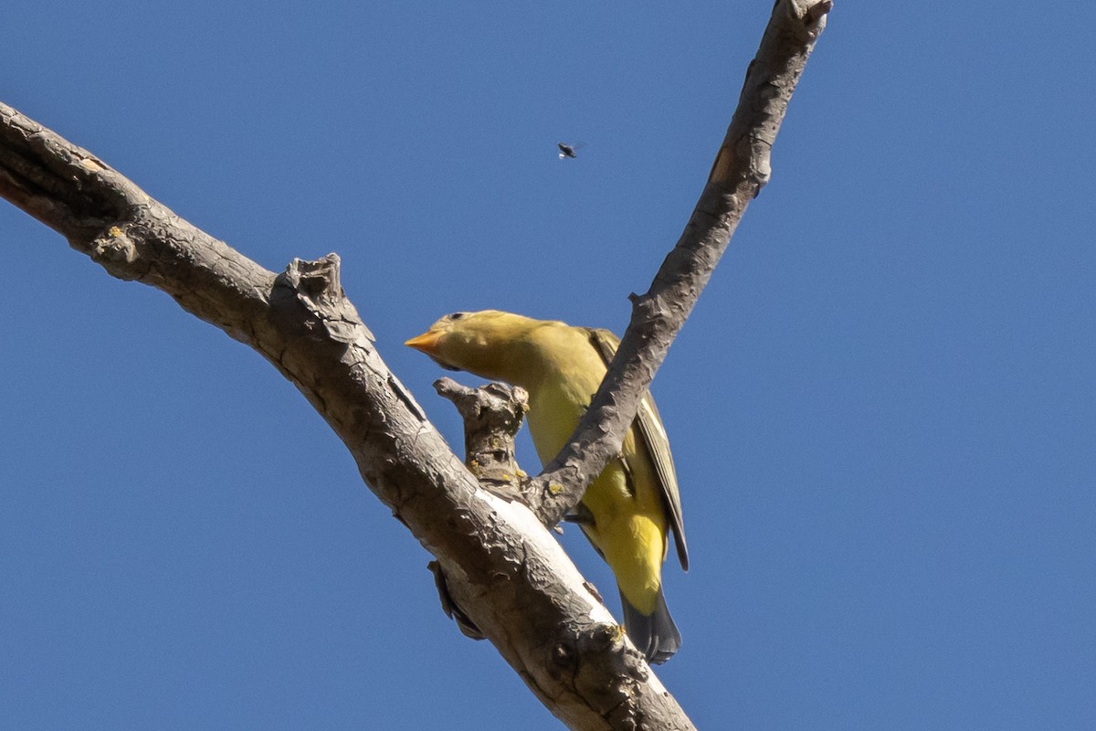 Western Tanager - ML371644531