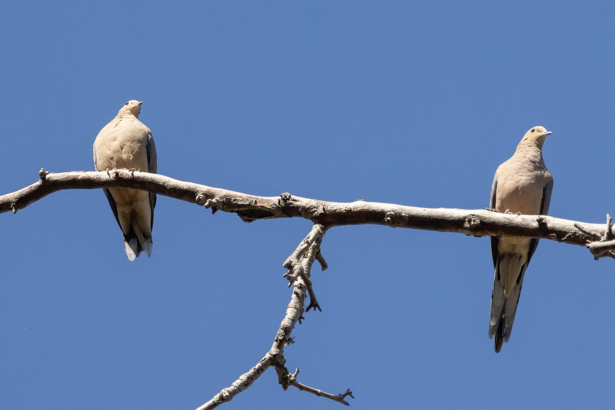 Mourning Dove - ML371644671