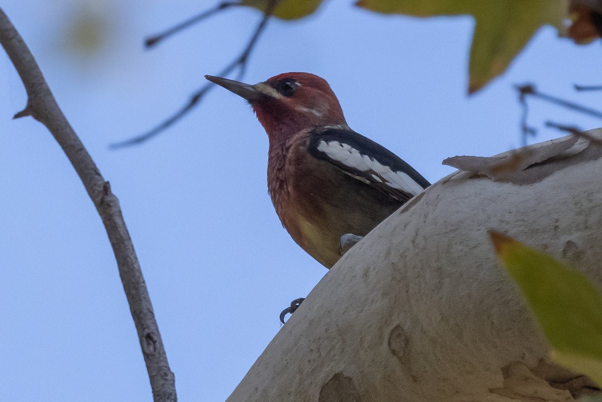 Red-breasted Sapsucker - ML371644731