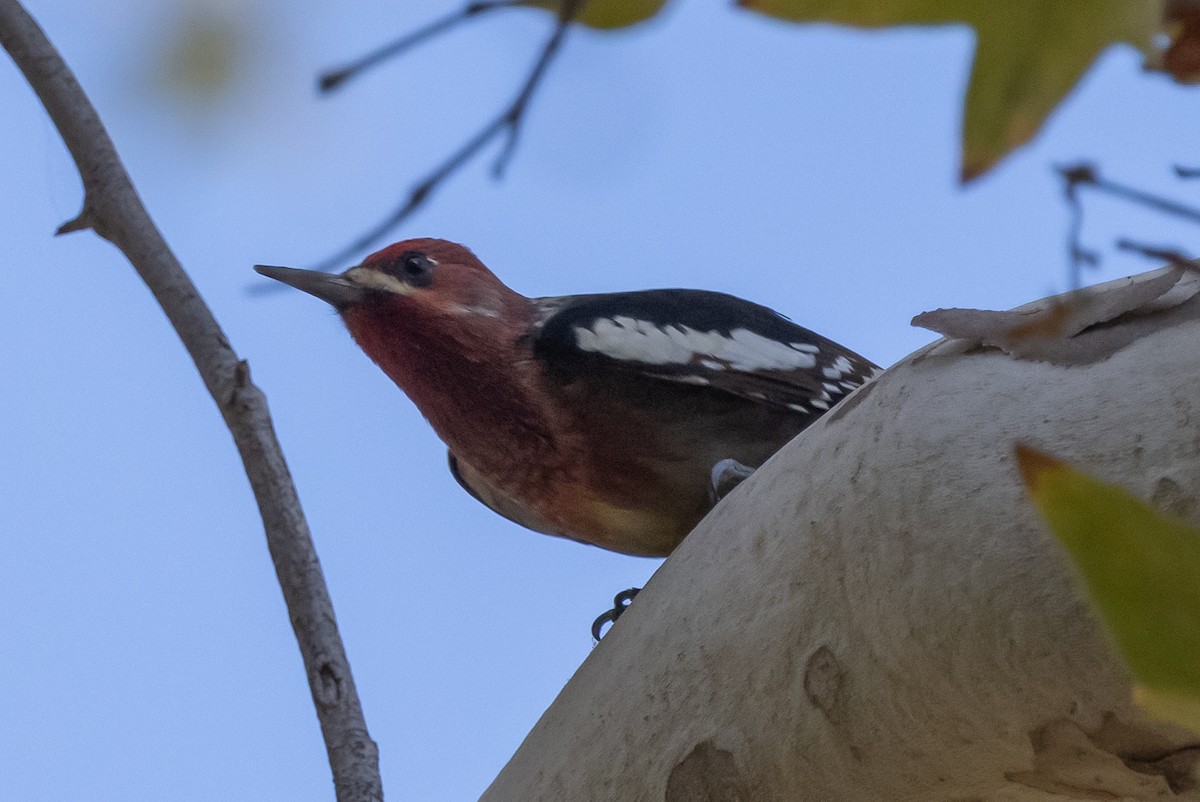 Red-breasted Sapsucker - ML371644751