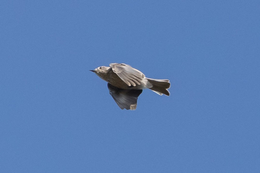 Western Bluebird - ML371644881