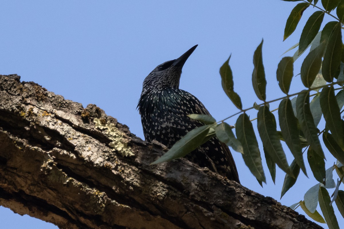 European Starling - ML371644931
